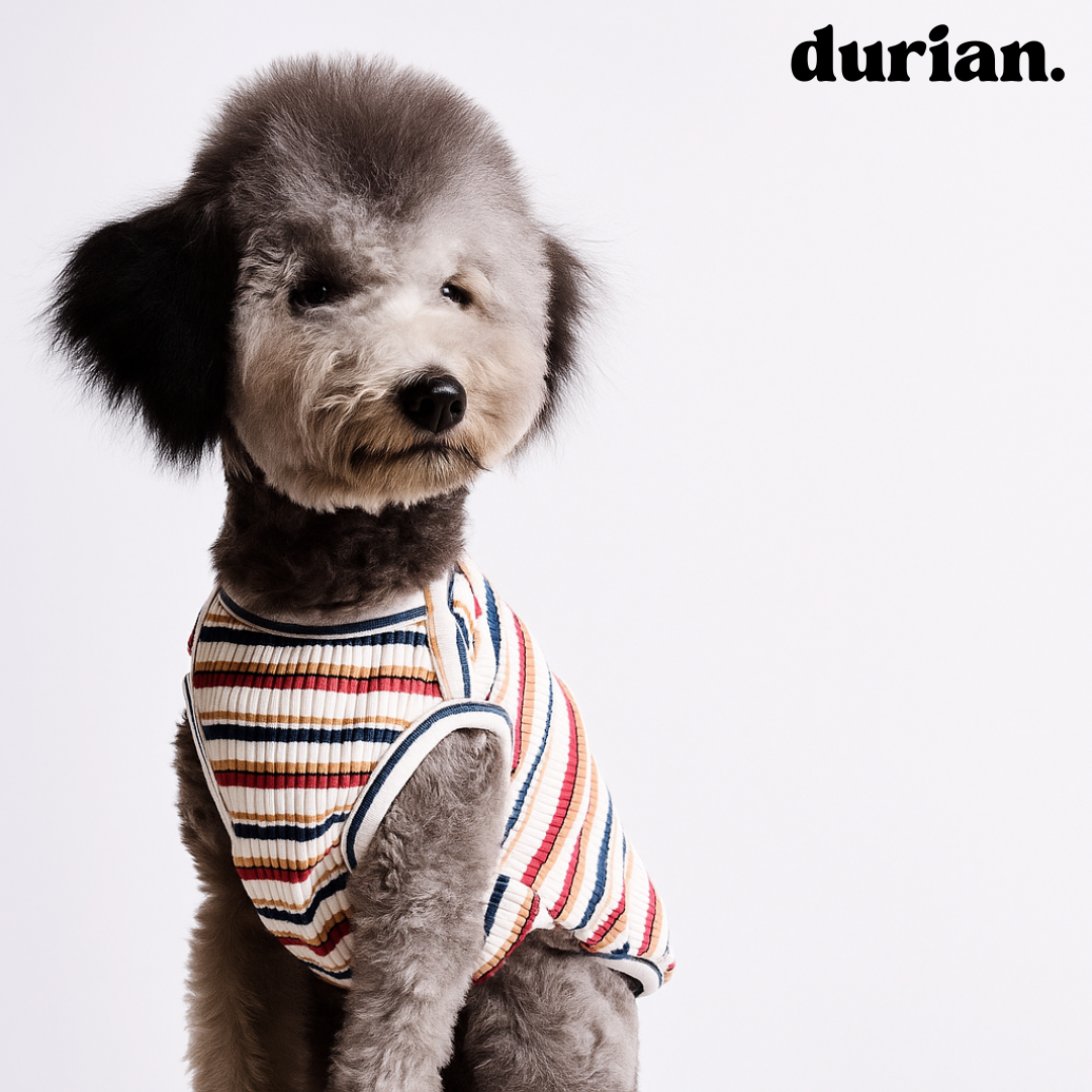 durian｜コットンリブ・ボーダータンク 高伸縮・ソフトフィット